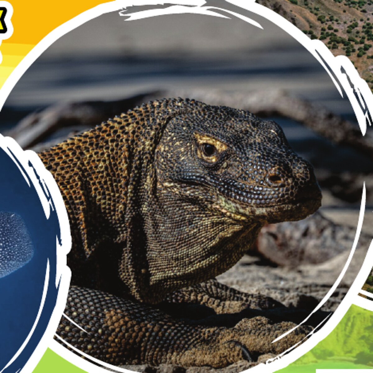 Komodo dragon on rocky ground