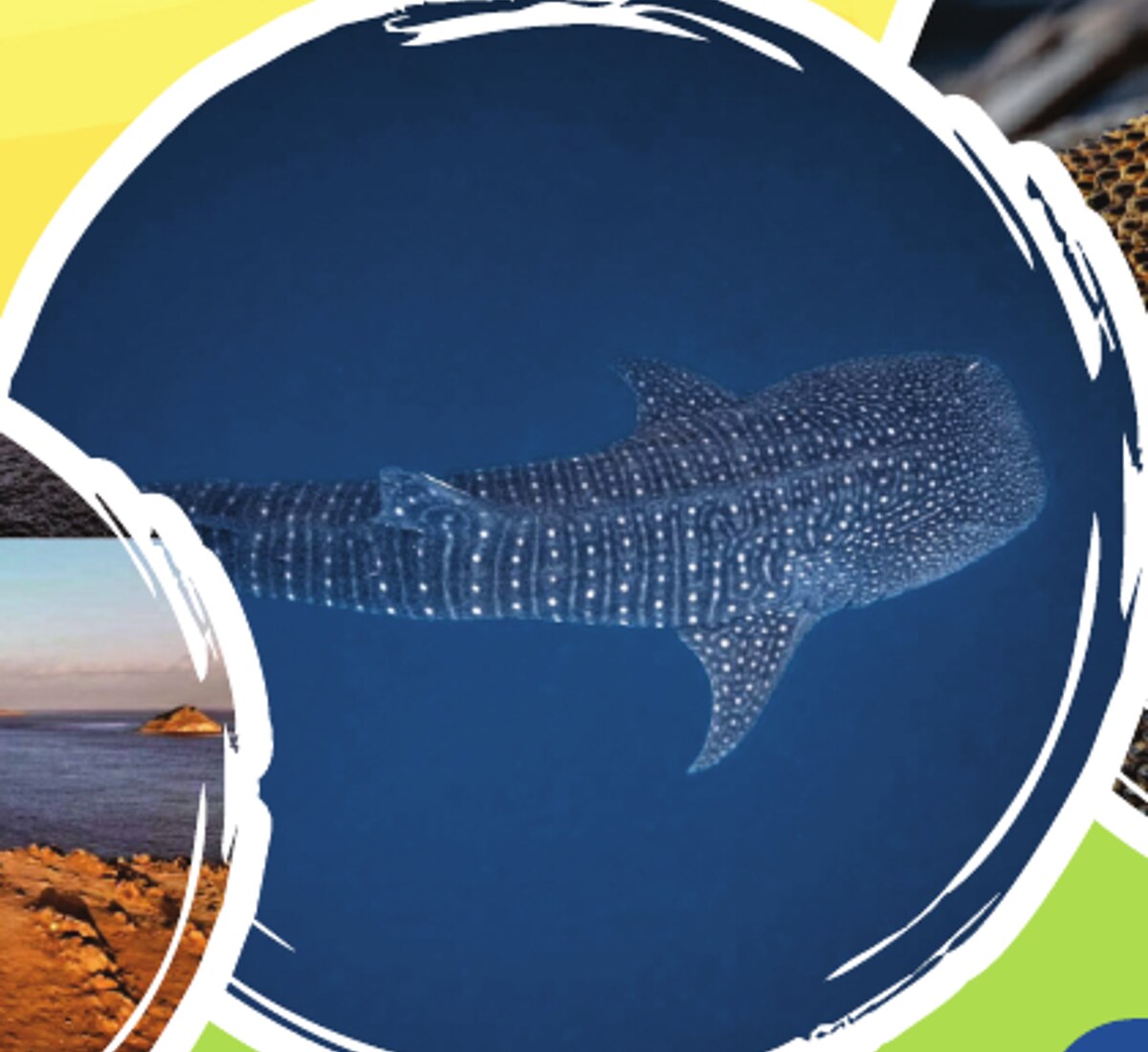 Whale shark swimming underwater